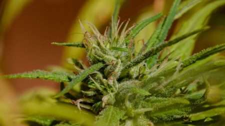 Cannabisberoende